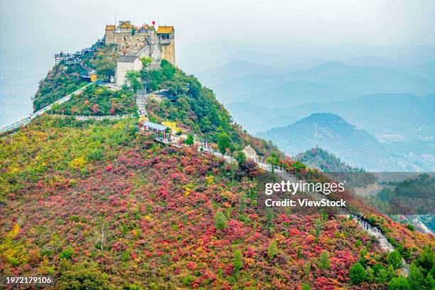linzhou, henan beautiful autumn scenes of baijian mountain drunk tourists - chinese tallow tree stock pictures, royalty-free photos & images