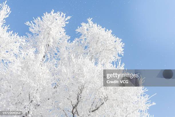 General view of trees at Rime Island on January 28, 2024 in Jilin, Jilin Province of China.