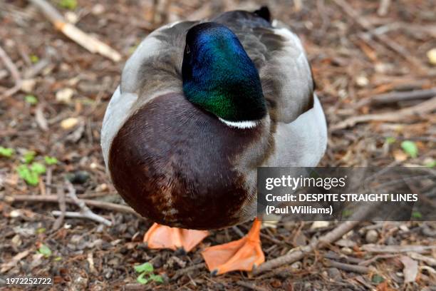 rest time for a male mallard (anas platyrhynchos), - atlantic islands stock pictures, royalty-free photos & images