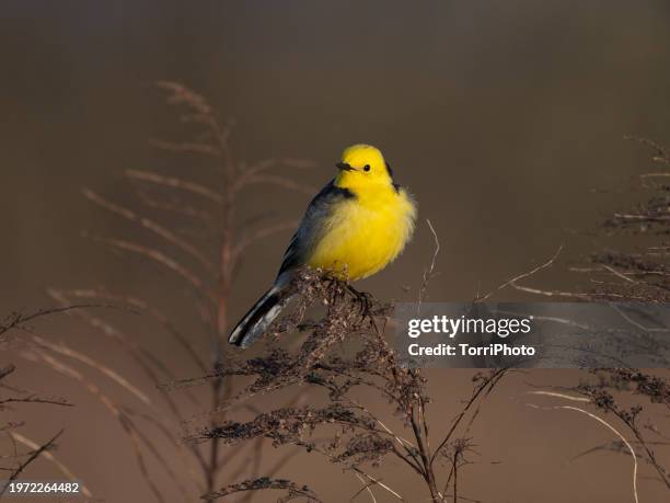 close-up portrait of bright yellow passerine bird perching on twig against brown meadow background. the citrine wagtail (motacilla citreola) - wagtail stock pictures, royalty-free photos & images