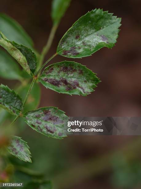close-up rose leaf infected with powdery mildew and spots, podosphaera pannosa - powdery mildew fungus stockfoto's en -beelden