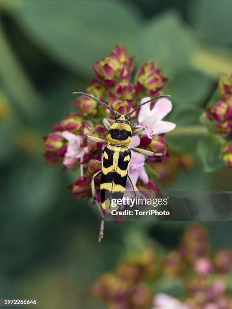 extreme close-up beautiful yellow beetle on pink meadow flower in blossom. chlorophorus varius, the grape wood borer, longhorn beetle - escarabajo-de-cuerno-largo fotografías e imágenes de stock