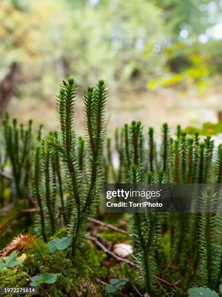 close-up firmoss plant in forest, huperzia selago, the northern firmoss or fir clubmoss - lycopodiaceae stock pictures, royalty-free photos & images