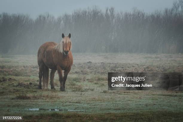 comtois horse - zugpferd stock-fotos und bilder