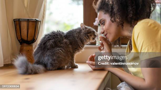 young afro woman petting and feeding her domestic cat at home - feeding cat stock pictures, royalty-free photos & images