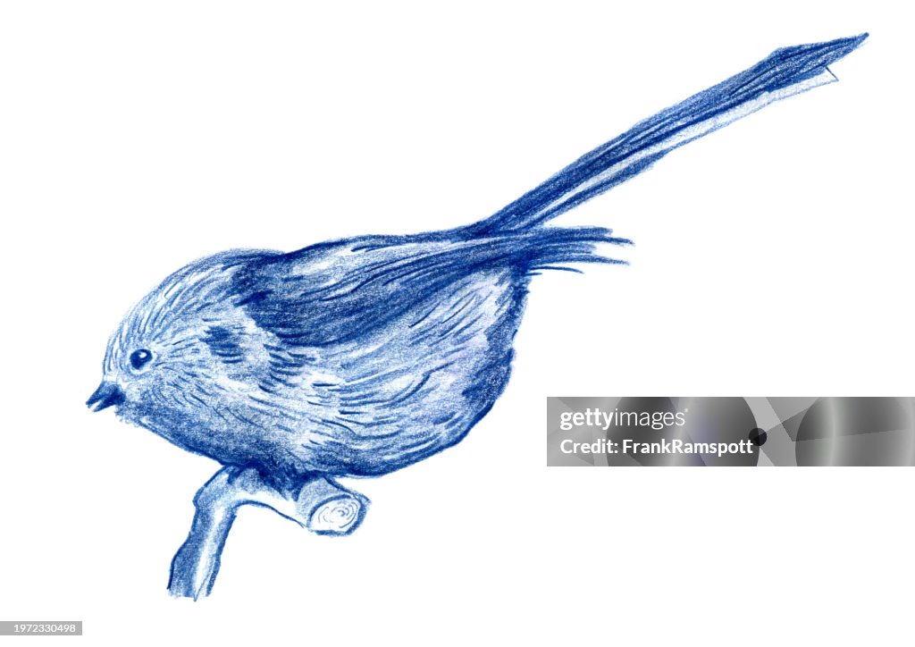 Aegithalos caudatus Long-Tailed Tit Bird Drawing