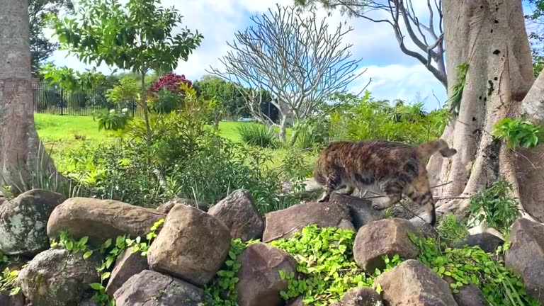 Exploring Kitty 1,338 Wild Kitty Stock Videos, Footage, & 4K Video Clips - Getty Images
