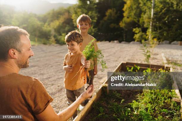 little boy's picking vegetable from the garden bed - simple living stock pictures, royalty-free photos & images