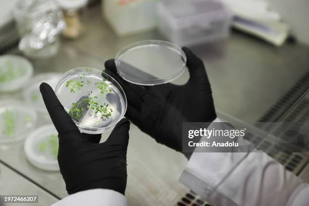 Researcher works on the CRISPR gene editing on plants at the laboratory of Yildiz Technical University, which is one of the experiments conducted by...