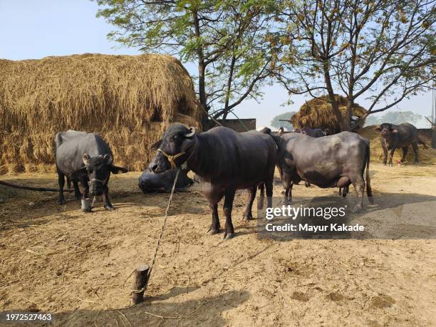 buffaloes in the farm - punjab india stock pictures, royalty-free photos & images