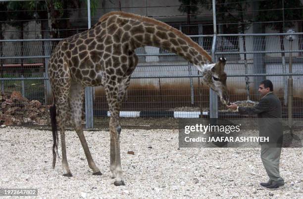 Ruti the giraffe,15-foot tall , is fed by zookeeper and veterinarian Sami Khader in her pen in the local zoo in the West Bank Palestinian town of...