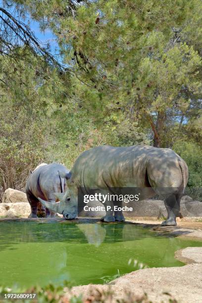 southern white rhinoceros - rhinocéros stock pictures, royalty-free photos & images