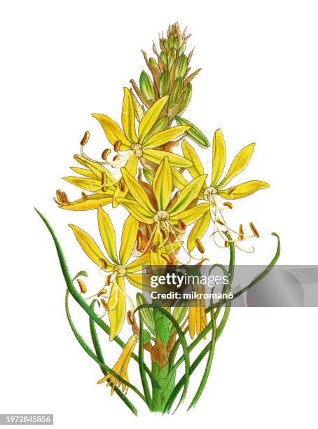 old chromolithograph illustration of botany, king's spear or yellow asphodel (asphodeline lutea) a perennial plant native to southeastern europe, northern africa, the caucasus and the levant - branch pattern stock pictures, royalty-free photos & images