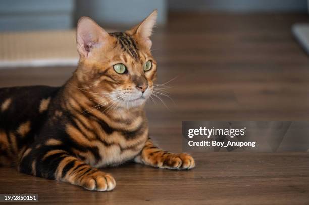 bengal cat while living in human house as pet. bengals take their name from the asian leopard cat’s scientific name, felis bengalensis. - brown spotted bengal stock pictures, royalty-free photos & images