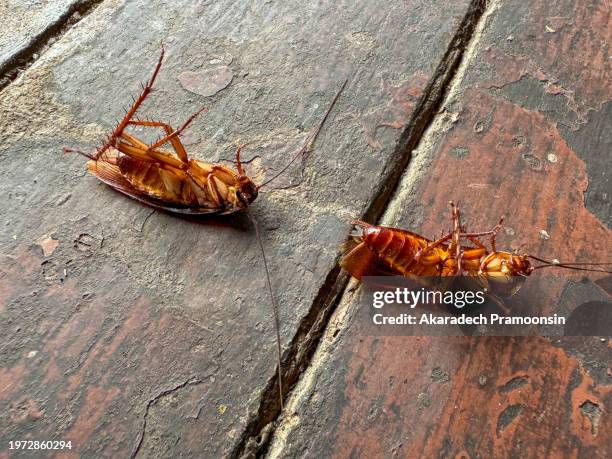 Dead Rouch Dead Roach Photos and Premium High Res Pictures - Getty Images