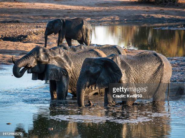 african elephants - kleurenfoto imagens e fotografias de stock