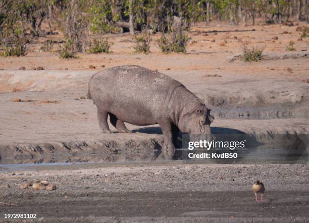 hippo drinking - kleurenfoto imagens e fotografias de stock