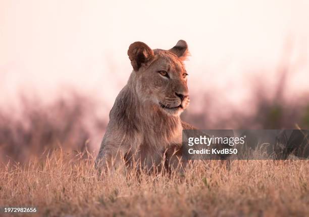 lion (leo panthera) - hwange imagens e fotografias de stock