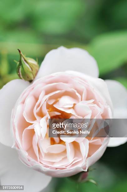 peony-shaped double rose of pink color close-up. - chinese peony imagens e fotografias de stock