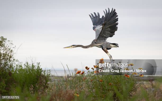 side view of gray heron flying over grassy field against sky - gray heron stock pictures, royalty-free photos & images