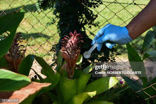 National Malaria Eradication Service worker fumigates plants during a house-to-house operation aimed at eradicating the Aedes aegypti mosquito, which...