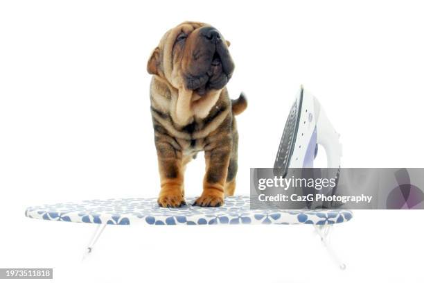 shar pei puppies in studio - iron appliance stock pictures, royalty-free photos & images