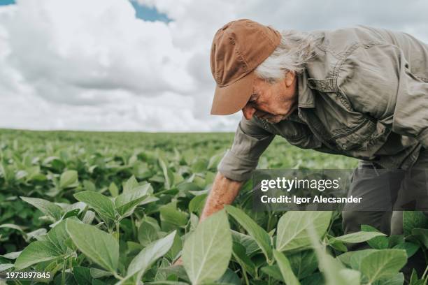 senior agronomist analyzing soybean crop - monoculture stock pictures, royalty-free photos & images