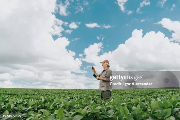 senior agronomist looking for anomalies in soybeans - glyphosate stock pictures, royalty-free photos & images