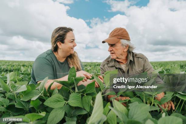 female agronomist and farmer at soybean crop - monoculture stock pictures, royalty-free photos & images