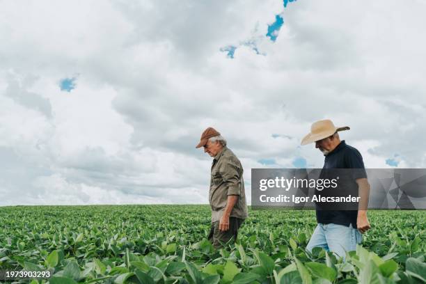 farmers examining growing soybeans - monoculture stock pictures, royalty-free photos & images