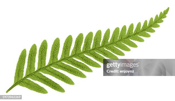 New Zealand Green Fern Vector High-Res Vector Graphic