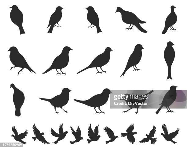 bird vector set - pigeon vector stock illustrations
