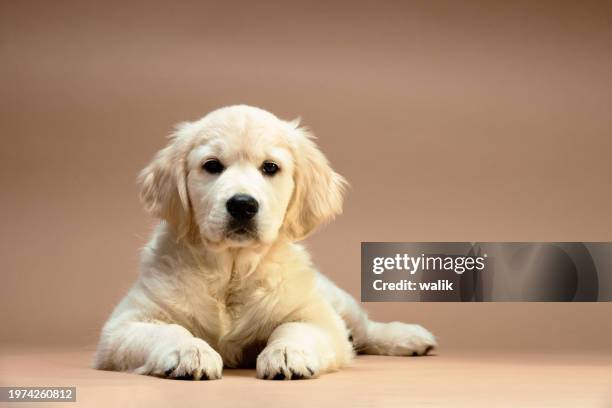 adorable 3 months old golden retriever  sitting down. isolated on a brown background. - golden retriever stock pictures, royalty-free photos & images