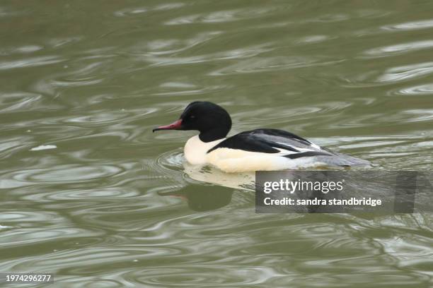 a male goosander, mergus merganser, swimming on a fast flowing river in the uk. it has been diving under the water catching fish to eat. - freshwater bird stock pictures, royalty-free photos & images