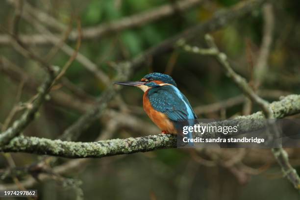 a young female kingfisher, alcedo atthis, perching on a branch that is growing over a river. it has been diving into the water catching fish to eat. - kingfisher river stock pictures, royalty-free photos & images