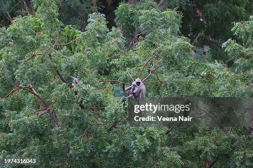 Langurs'/Semnopithecus perched on a Neem tree/wildlife Langurs'/Semnopithecus perched on a Neem tree/wildlife