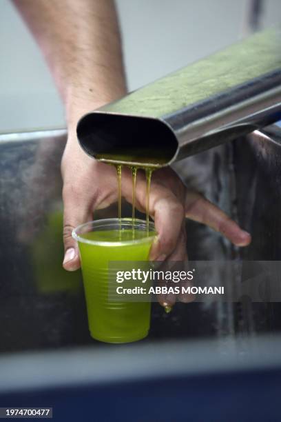 Palestinian man fills a plastic cup with freshly pressed olive oil in the West Bank city of Ramallah on October 13, 2009. Palestinian farmers across...