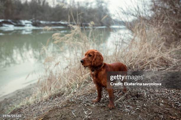 an english cocker spaniel of bright red color on the riverbank in late autumn or winter. a hunting dog. - hound stock pictures, royalty-free photos & images