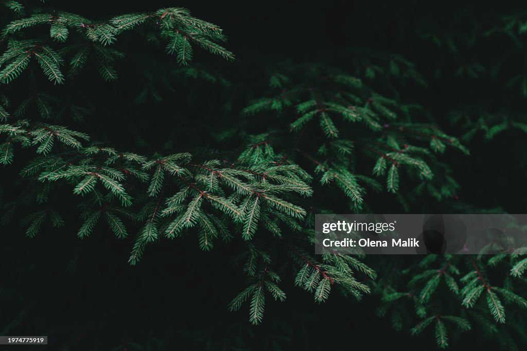 Green fir tree background. Christmas tree branches