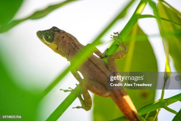 anole lizard - trinidad trinidad and tobago stock pictures, royalty-free photos & images