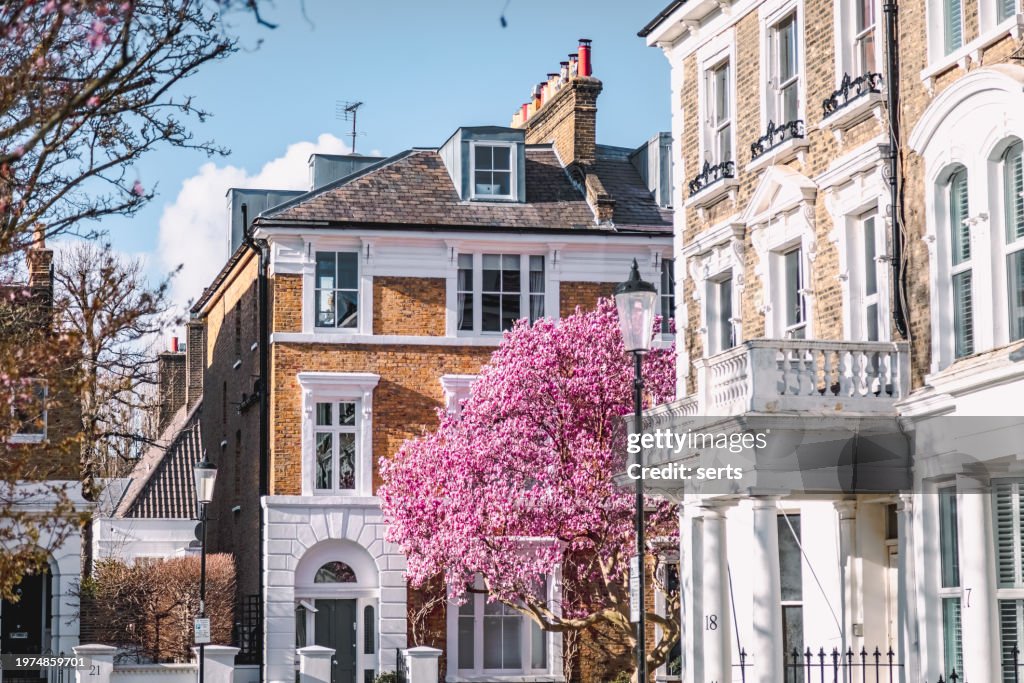 Blooms of Elegance: Pink Magnolia Blossoms Adorn London's Streets in Spring
