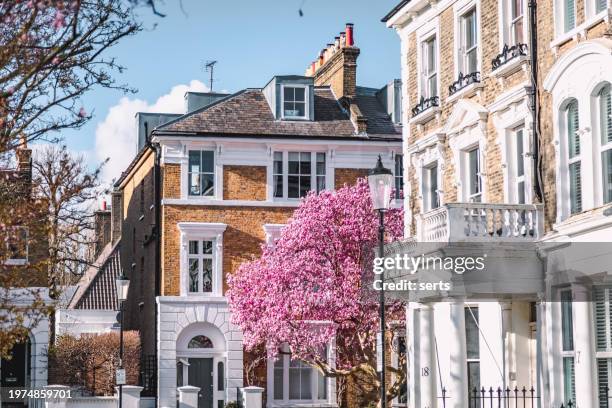 blooms of elegance: pink magnolia blossoms adorn london's streets in spring - kensington e chelsea imagens e fotografias de stock