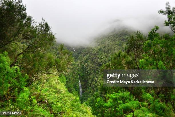 waterfall at caldeirao verde levada - madeira waterfall stock pictures, royalty-free photos & images