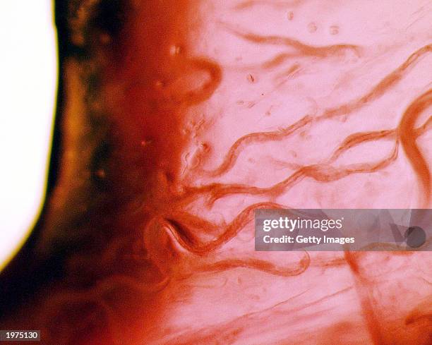 Elegans nemotodes, or round worms, undergo examination by project scientists May 1, 2003 at the Kennedy Space Center in Florida. The worms were found...