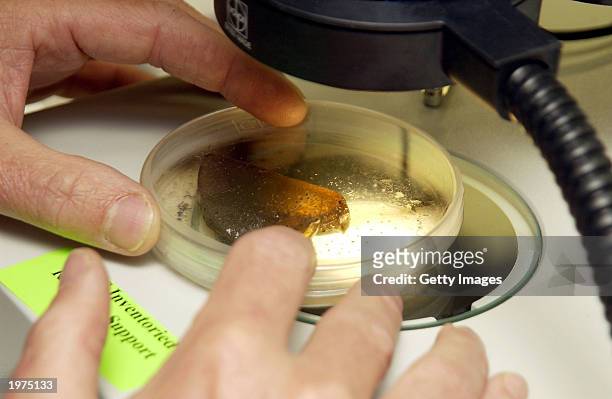 Petri dish containing C. Elegans nemotodes, or round worms, is prepared for examination by project scientists May 1, 2003 at the Kennedy Space Center...