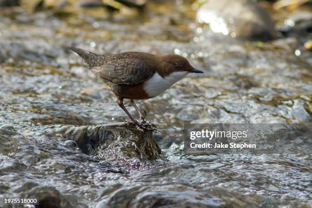 dipper on rock in river cain - lake vyrnwy 個照片及圖片檔