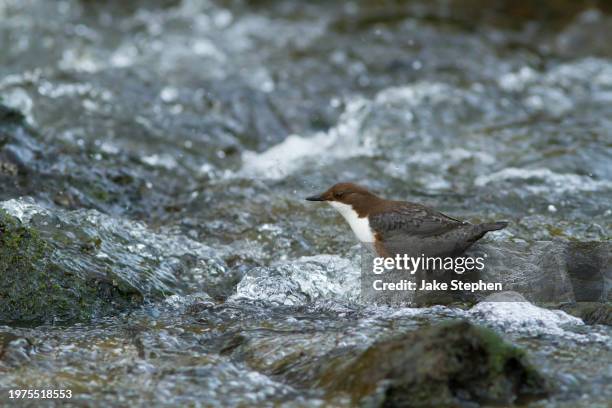 dipper in flowing water - stephen stock pictures, royalty-free photos & images