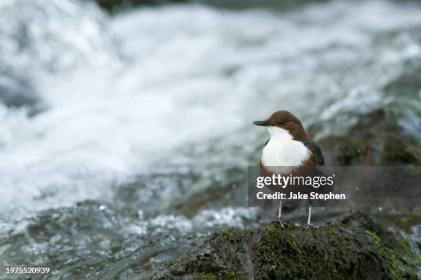 dipper on rock by waterfall - lake vyrnwy 個照片及圖片檔