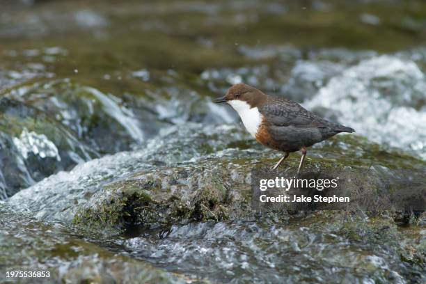 dipper calling in river 2 - stephen stock pictures, royalty-free photos & images