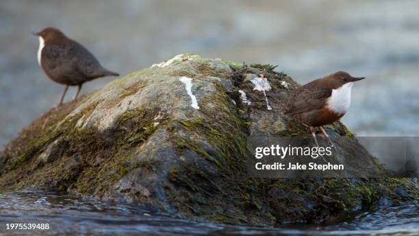Dipper Definition Water Dippers Photos and Premium High Res Pictures - Getty Images